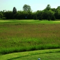 Fescue on the Links